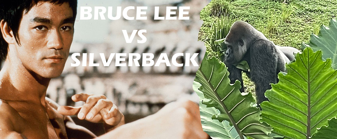 Bruce Lee VS Silverback